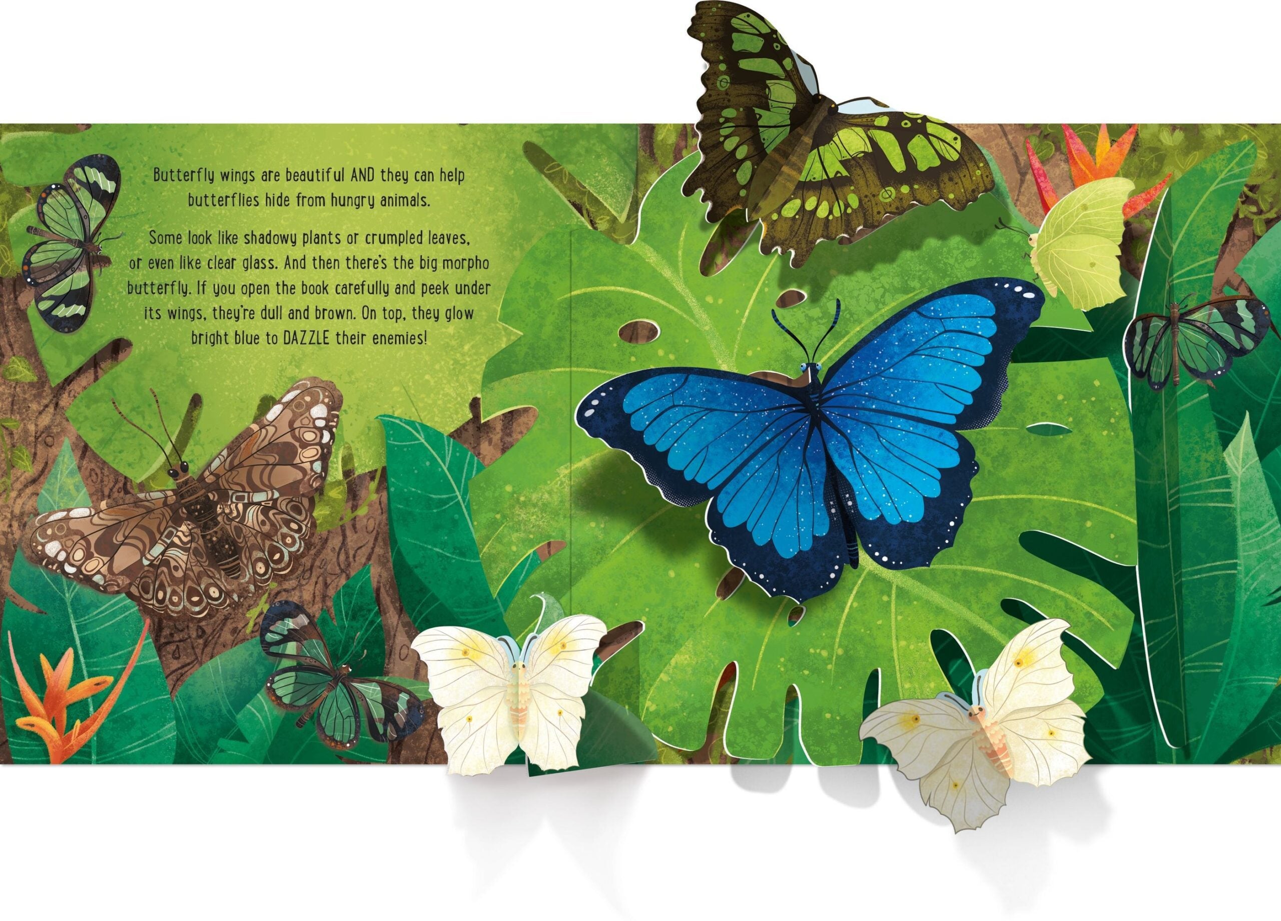 Usborne – Pop-Up Butterflies – Carte pentru copii 5+ ani – carte pentru copii Usborne, detalii conținut