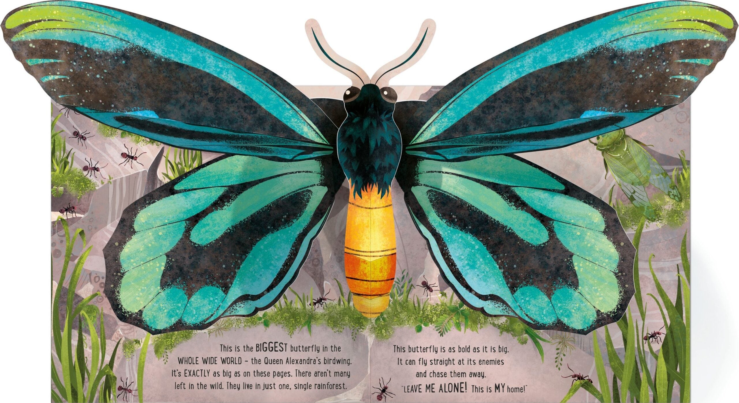 Usborne – Pop-Up Butterflies – Carte pentru copii 5+ ani – carte pentru copii Usborne, preview pagini