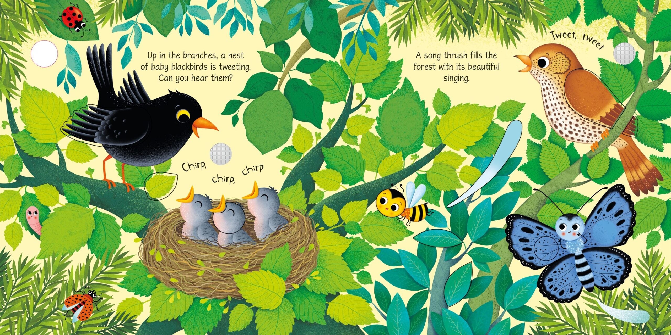 Usborne – Bird Sounds – Carte pentru copii 3+ ani – carte pentru copii Usborne, preview pagini