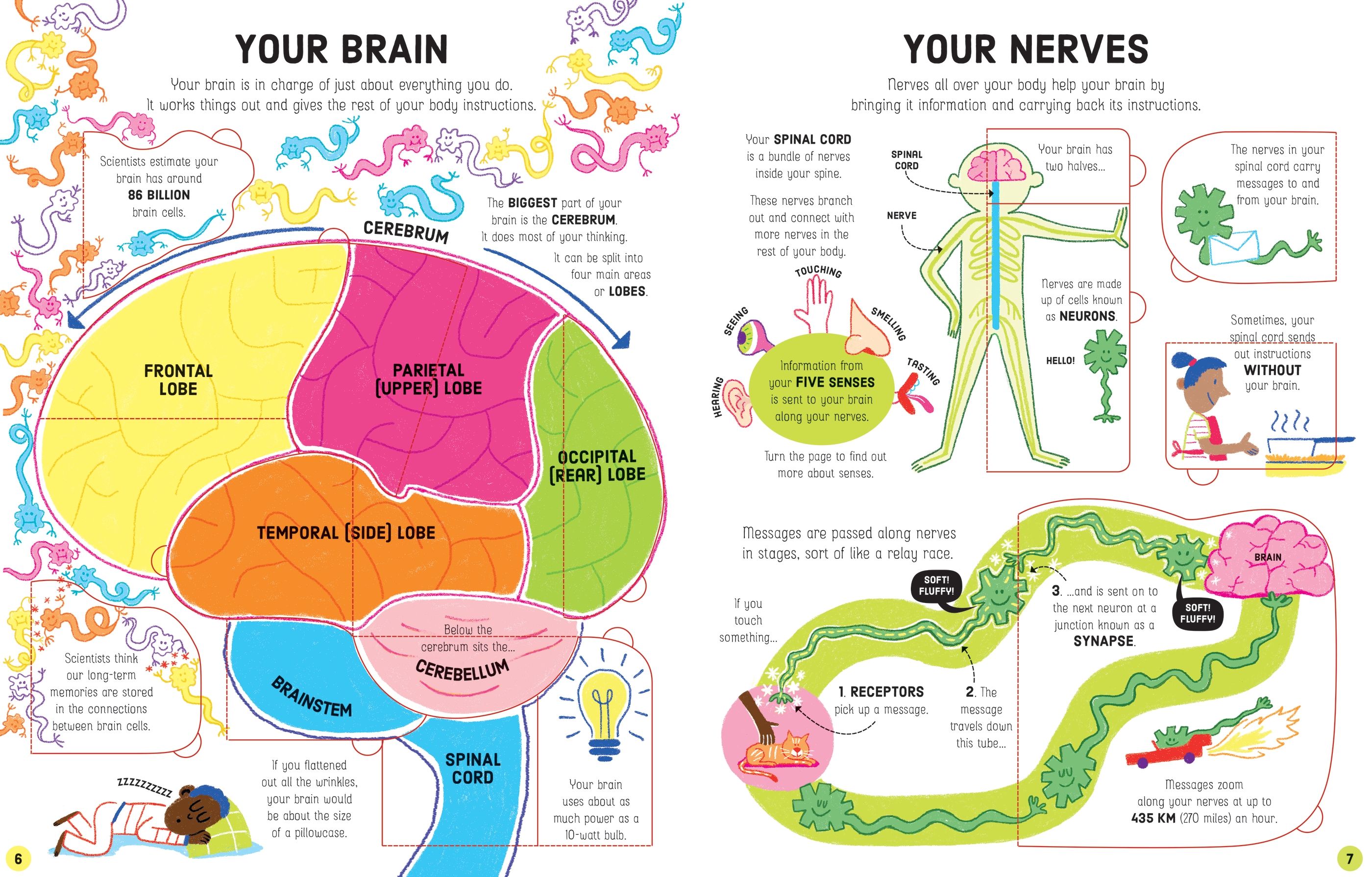 Lift-the-Flap How Your Body Works – Carte cu clapete pentru copii 6+ ani, Usborne