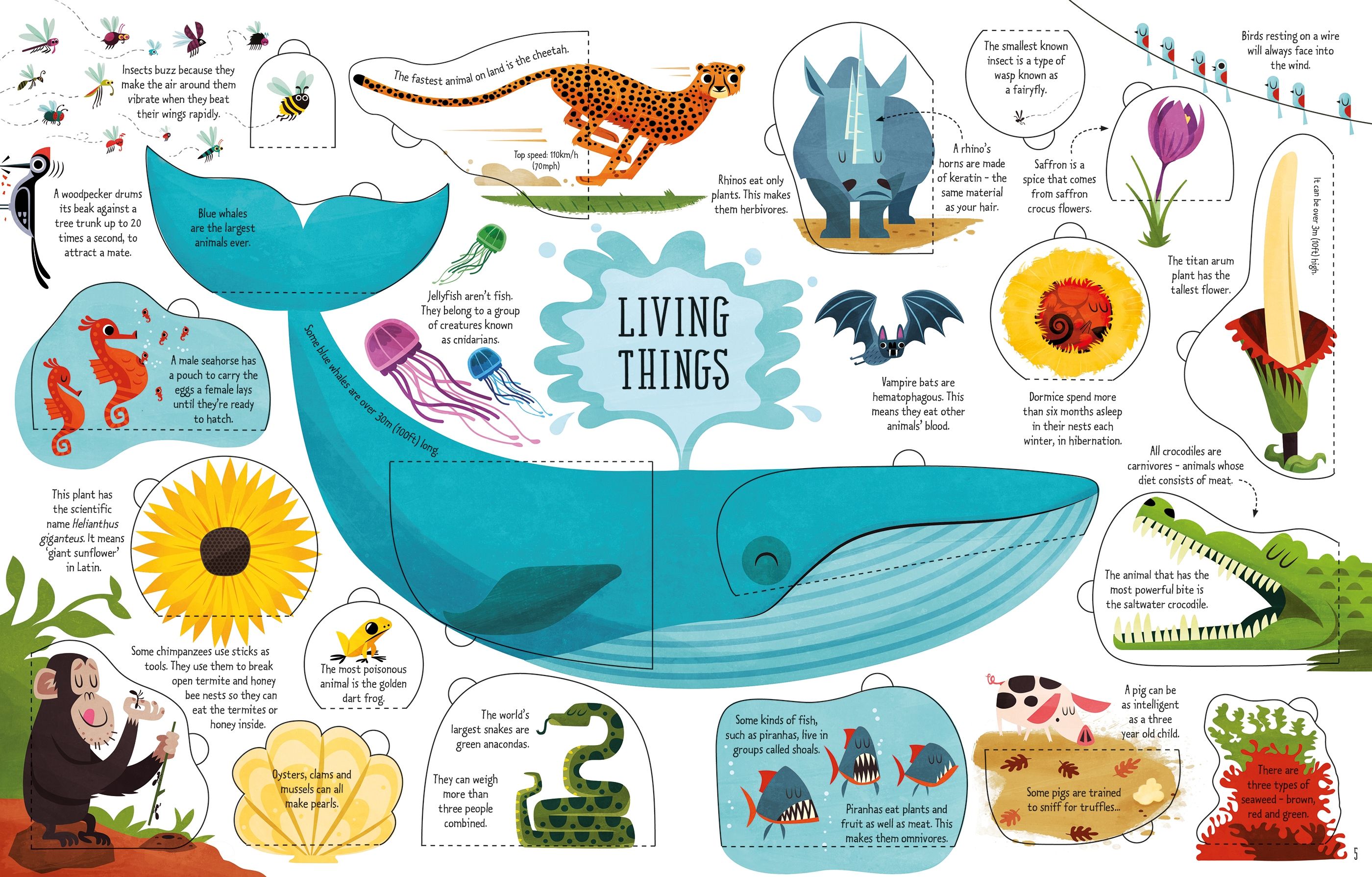 Usborne – Lift-the-Flap General Knowledge – Carte cu clapete pentru copii 6+ ani – carte pentru copii Usborne, pagini interior ilustrate